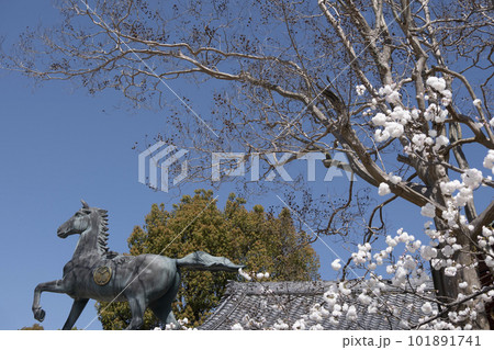 東照大権現伊賀八幡宮（愛知県岡崎市）桜越しに望む御神馬 101891741