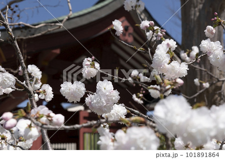 東照大権現伊賀八幡宮(愛知県岡崎市)に咲く八重桜 東照大権現伊賀八幡宮(愛知県岡崎市)に咲く八重桜 101891864