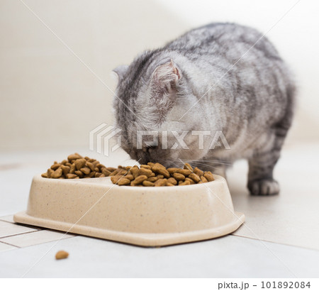 striped gray scottish fold cat enjoying eating crispy dry food from plastic bowls 101892084