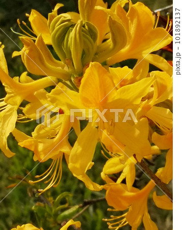 春に咲く黄色の花 春に咲く黄色の花 101892137