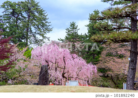 黄昏時　ライトアップが始まった弘前城の桜　青森県 101892240