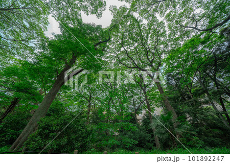 公園で見上げた木と空 公園で見上げた木と空 101892247