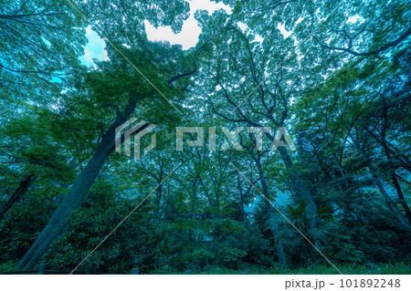 公園で見上げた木と空 101892248