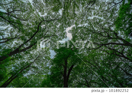 公園で見上げた木と空 101892252