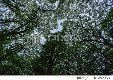 公園で見上げた木と空 公園で見上げた木と空 101892253