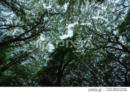公園で見上げた木と空 公園で見上げた木と空 101892256
