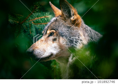 European wolf (Canis lupus lupus), wolf native to Europe and Asia. 101892746