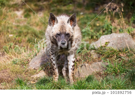 Striped hyena (Hyaena hyaena sultana) 101892756