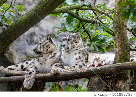 Irbis, Snow leopard (Panthera uncia) Irbis, Snow leopard (Panthera uncia) 101892759