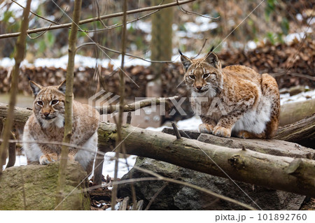 Carpathian lynx, Lynx lynx carpathicus, during the autumn Carpathian lynx, Lynx lynx carpathicus, during the autumn 101892760