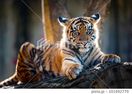Sumatran Tiger, Panthera tigris sumatrae 101892770
