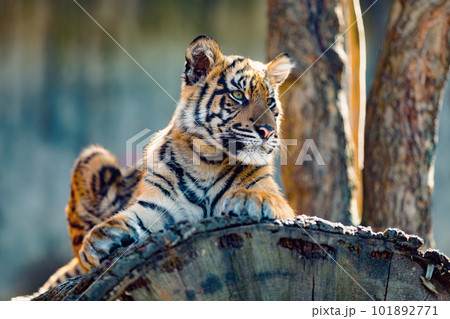 Sumatran Tiger, Panthera tigris sumatrae Sumatran Tiger, Panthera tigris sumatrae 101892771