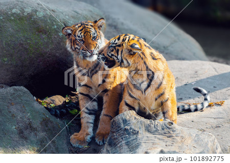 Sumatran Tiger kitten, Panthera tigris sumatrae 101892775