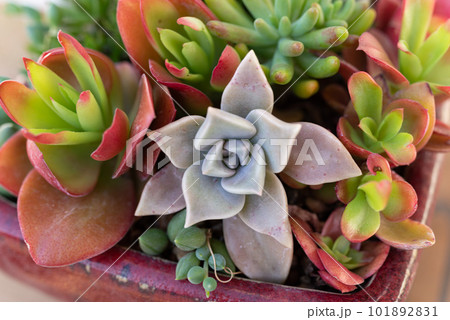 多肉植物 101892831
