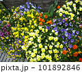 色とりどりのパンジーが咲く花壇 101892846
