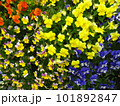 色とりどりのパンジーが咲く花壇 101892847
