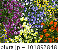 色とりどりのパンジーが咲く花壇 101892848