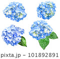 あじさいの水彩画風イラストセット 101892891