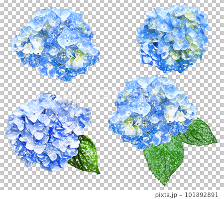 Hydrangea watercolor style illustration set Hydrangea watercolor style illustration set 101892891