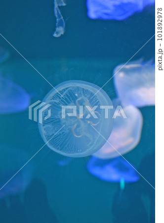 水槽の中を漂うクラゲ 101892978