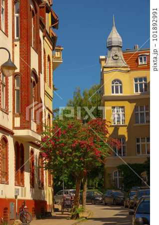 blossoming beautiful tree on the street in sopot city poland blossoming beautiful tree on the street in sopot city poland 101892991