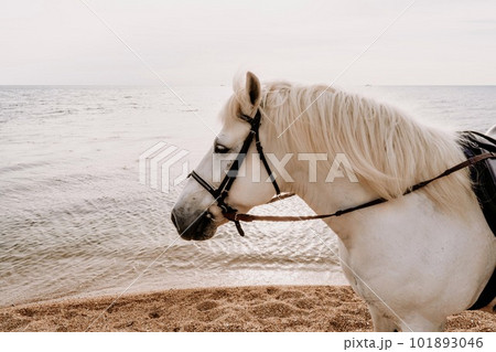 The head of a white horse on the background of the sea The head of a white horse on the background of the sea 101893046