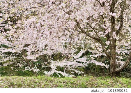日本の春の景色 美しい桜 丘の上にそっとたたずむしだれ桜 日本の春の景色 美しい桜 丘の上にそっとたたずむしだれ桜 101893081