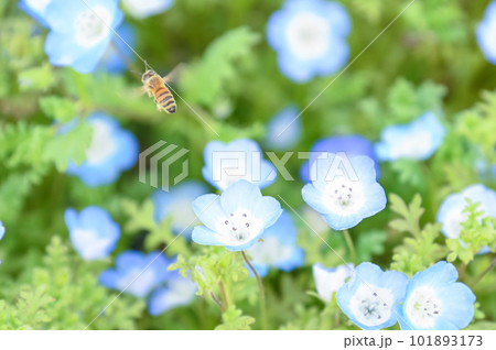 ネモフィラ畑の蜂 蜜を吸う蜂 ネモフィラ畑の蜂 蜜を吸う蜂 101893173