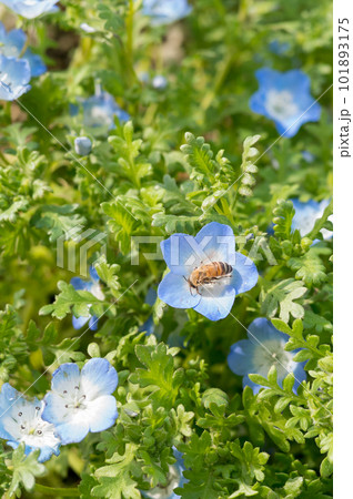 ネモフィラ畑の蜂 蜜を吸う蜂 ネモフィラ畑の蜂 蜜を吸う蜂 101893175
