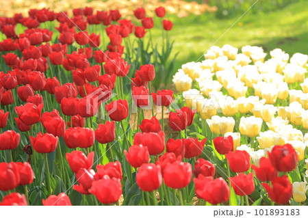 カラフルなチューリップ 色とりどりのチューリップ 満開のチューリップ カラフルなチューリップ 色とりどりのチューリップ 満開のチューリップ 101893183