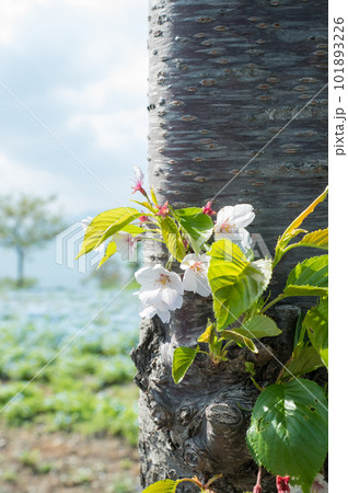 ネモフィラ畑にオレンジの花一輪 ネモフィラ畑にオレンジの花一輪 101893226