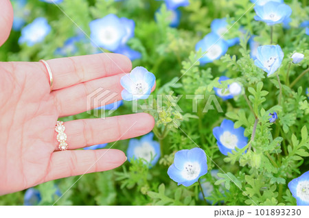 ネモフィラ畑にオレンジの花一輪 101893230