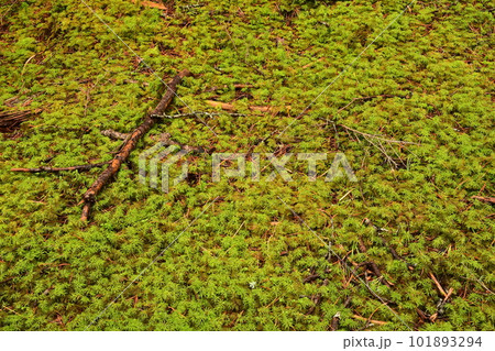 苔の森 苔の森 101893294