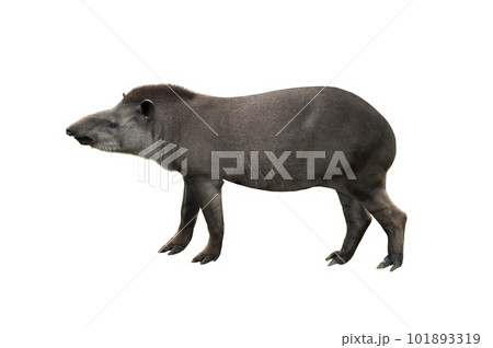tapirus isolated on white background tapirus isolated on white background 101893319