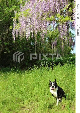 藤の花が咲く野原に座って可愛く見つめるボストンテリアのマイティくん♡ 101893369