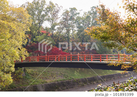 竜田川に架かる赤い橋 101893399