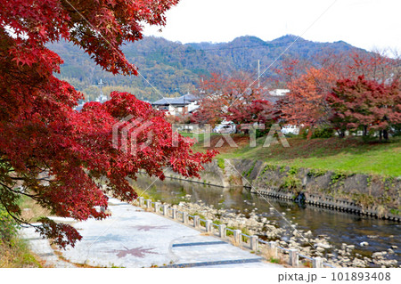 竜田川と赤いモミジ 竜田川と赤いモミジ 101893408
