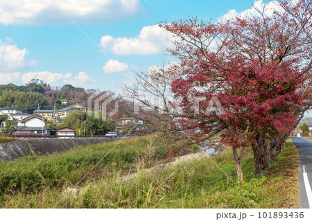 川沿いの紅葉に彩られた晩秋の里 101893436