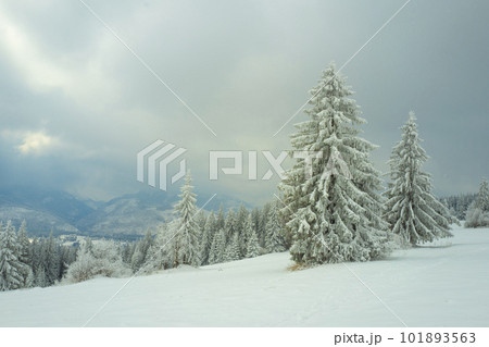 snow-covered forest on top of Tatra mountain Poland snow-covered forest on top of Tatra mountain Poland 101893563
