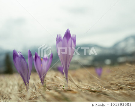 Saffron flowers against the backdrop of a spring Saffron flowers against the backdrop of a spring 101893602