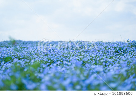 舞洲ネモフィラ畑 舞洲ネモフィラ畑 101893606