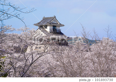 さくらに囲まれた周匝茶臼山城跡 101893730
