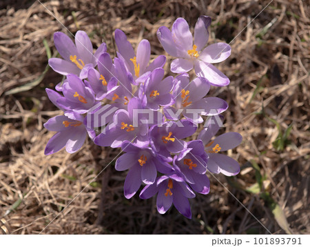 Saffron flowers against the backdrop of a spring 101893791