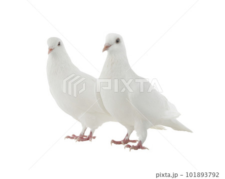 two white doves isolated on a white background 101893792