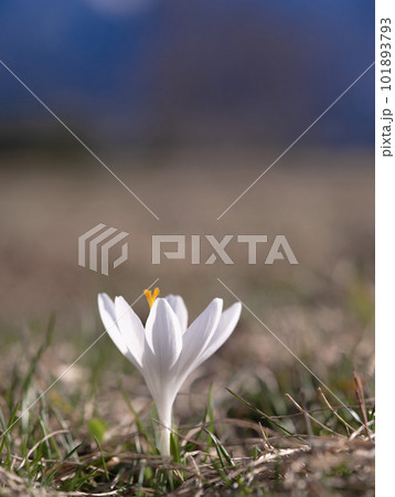 White saffron flowers against the backdrop of a spring landscape 101893793