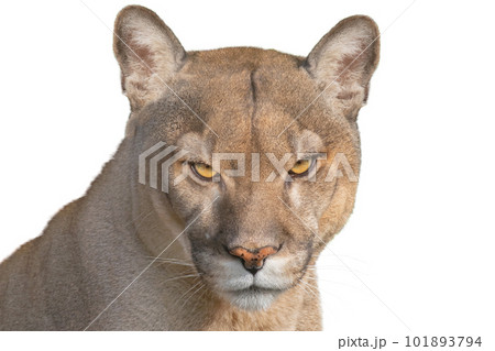 puma portrait isolated on white background 101893794