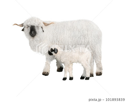 Welsh black-faced sheep with a small cub in front of a white background Welsh black-faced sheep with a small cub in front of a white background 101893839