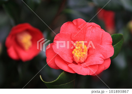 ツバキ　藪椿　やぶつばき　赤い花びら　一輪 101893867