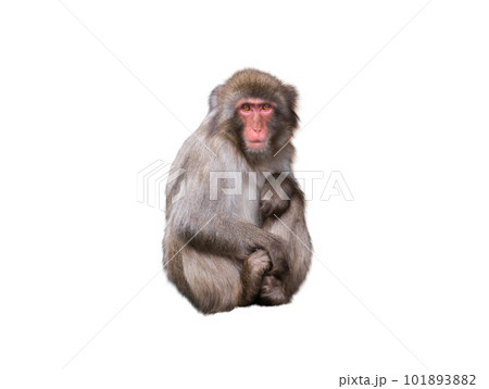 japanese monkey sitting isolated on white background 101893882