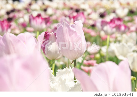 光を受け輝くチューリップ畑の花 101893941